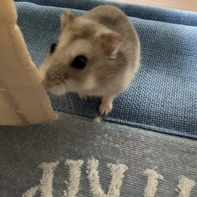 カーテンから☆の画像