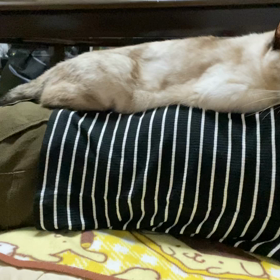 今日のマロンの画像