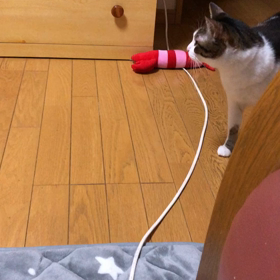 認知症母の最近とニャンズの最近。今日のジム活6時間。の画像