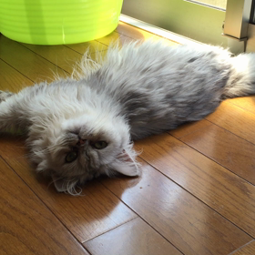 チンチラシルバーの画像