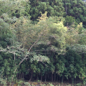 奈良県  高見川 鮎釣りの画像