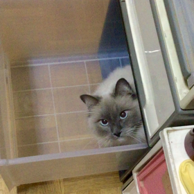 ２階の物置片付け中、入られた！の画像