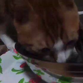 猫ベリー 水の飲み方が... 可愛すぎるの画像