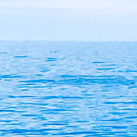野生のイルカの画像