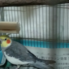 むぅ祭りの画像