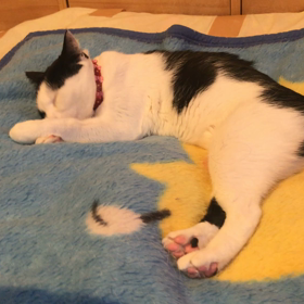 よものお布団は点心のものの画像