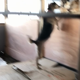 シェルターのようすの画像