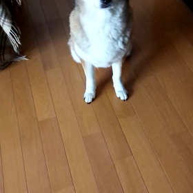 お持ち帰りの画像