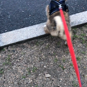 初めてのお散歩の画像