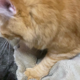 もみもみが、可愛すぎるの画像