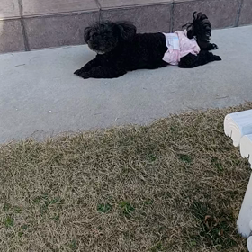 ドッグカフェの画像