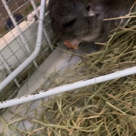 二人仲良く、生後30日目の画像