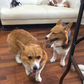 さつま君登場さっそく・・・の画像