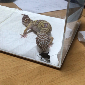 カムちゃん　エンマコロオギ食べる‼︎の画像