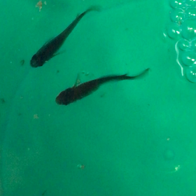 めだか体調不良の画像