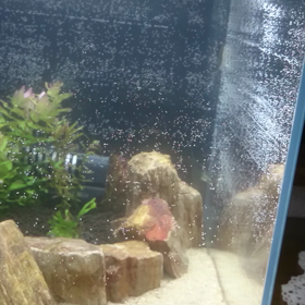 玄関の上のオトシンクルス (///ω///)♪の画像