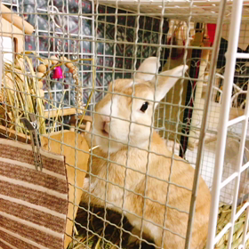 うさぎ動画の画像