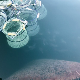 釣り堀記事は明日朝に！情報のみ！の画像