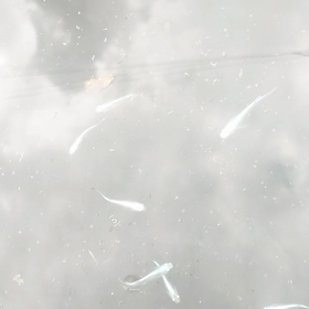 メダカイベントへの画像