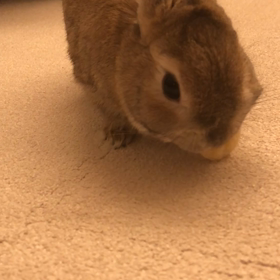 【うさぎ】バナナをモチャモチャの画像