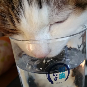 動くみゅうの画像