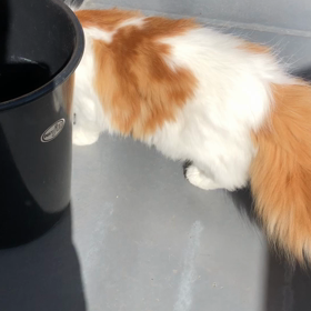 ベランダ散歩の　しずかちゃんの画像