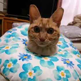 うたうねこの画像