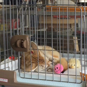 ★むにゃむにゃトッポちゃん★の画像