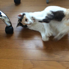 お久しぶり、、、チーちゃん！の画像