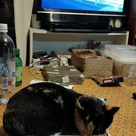 眠いのよ！モコちゃんの画像