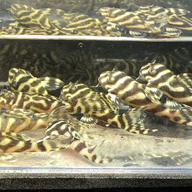 明日明後日は入荷‼️の画像