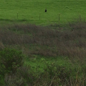 The Wild Turkeyの画像