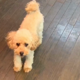 (動画) 愛犬と遊んでいるよ！の画像