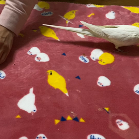 ビーズをカップに入れてみよう2の画像