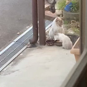 里親さん募集中　友達のところの３兄妹　動画ありの画像