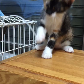 里親様募集中の子猫の案内②の画像