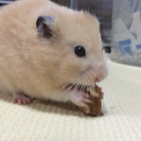 美味しそうの画像