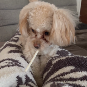 足の間にの画像