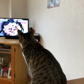 マリーはテレビ好き！タバコとペットの心配。の画像