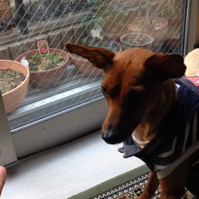 待てるから、待ってての画像