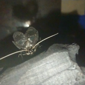 あきのおとの画像