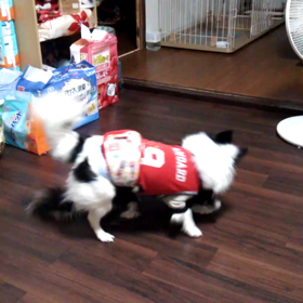 チワレス☆の画像