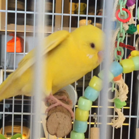 おしゃべりするの？？の画像