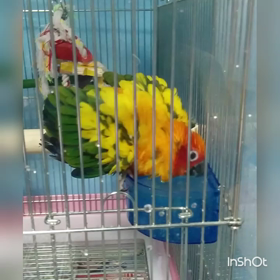 水浴びをするぴーちゃん。の画像