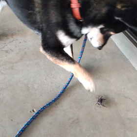 犬と玄関にいた蟹の画像