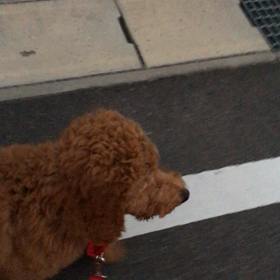 手抜きブログの画像