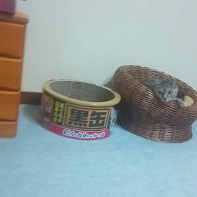 ドンクさカッポー？…の画像