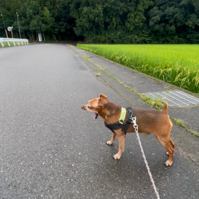 トトロの森っぽい好きな場所の画像