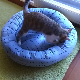 それはねぇの画像