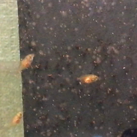 エンゼル  稚魚  15日目の画像